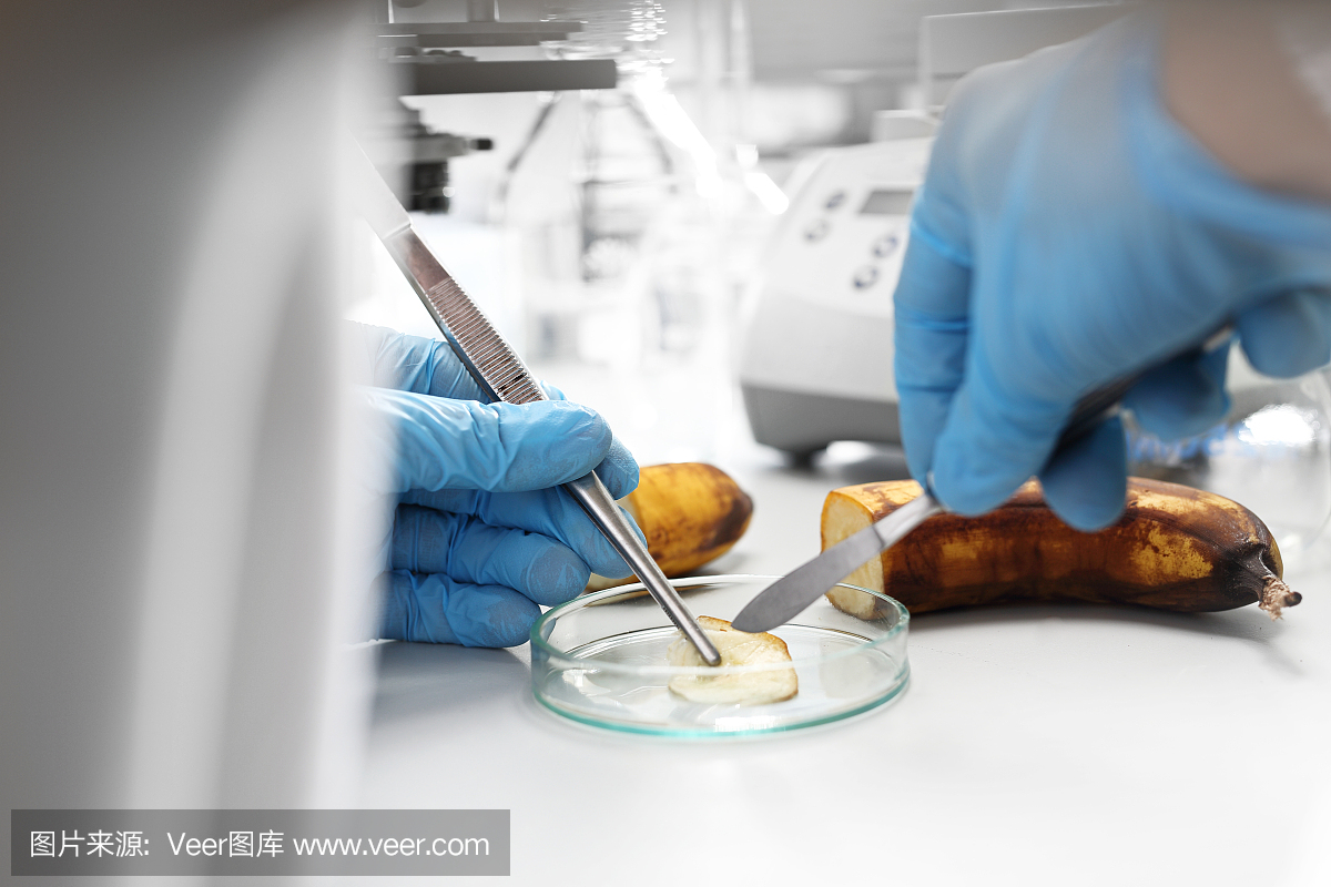 在实验室对食物进行微生物检验。
